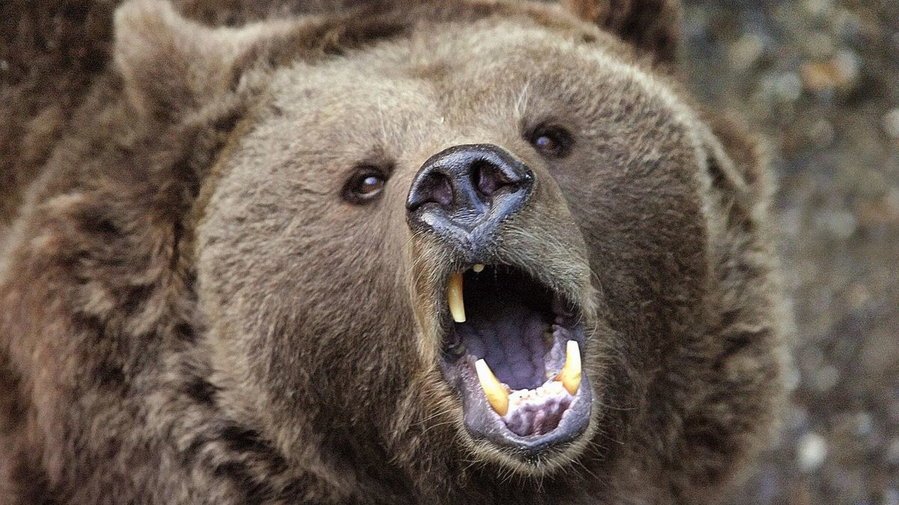Скорость сибирского медведя. Медведь Пестун. Морда Сибирского медведя. Черный медведь Пестун. Звук Сибирского медведя.