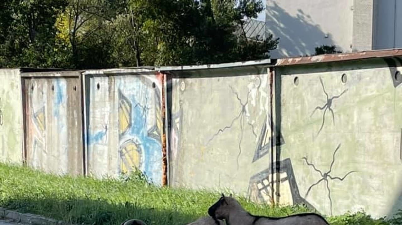 Kozy sa poprechádzali po meste.