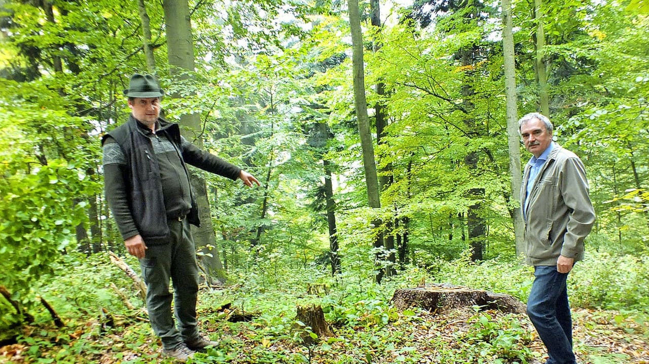 V lese pília stromy tak, aby oblasť nepôsobila ako mesačná krajina.