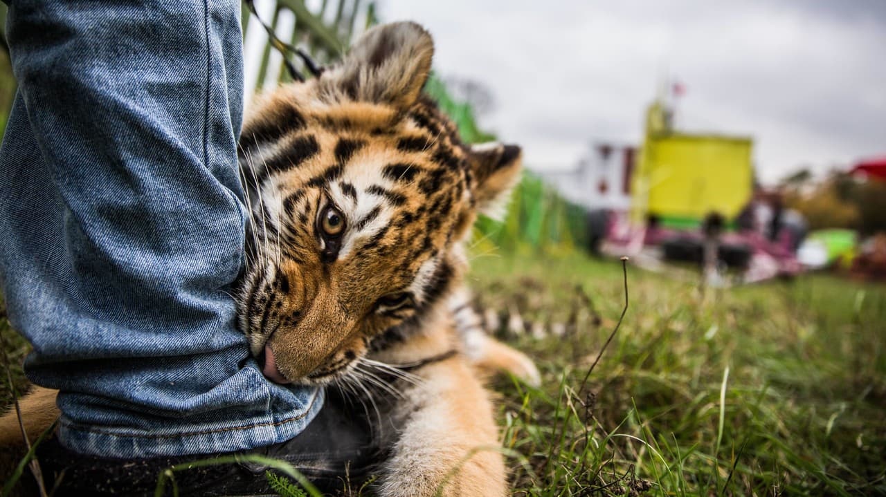 Historický krok v boji za slobodu divých zvierat: Francúzsko odhlasovalo  zákaz ich využívania v cirkusoch | Nový Čas
