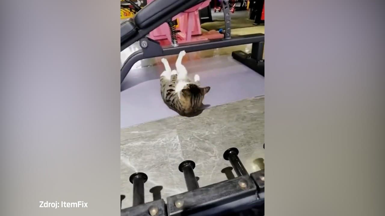 Mačka vo fitnesscentre sa stala hitom internetu: Dáte viac brušákov ako ona?
