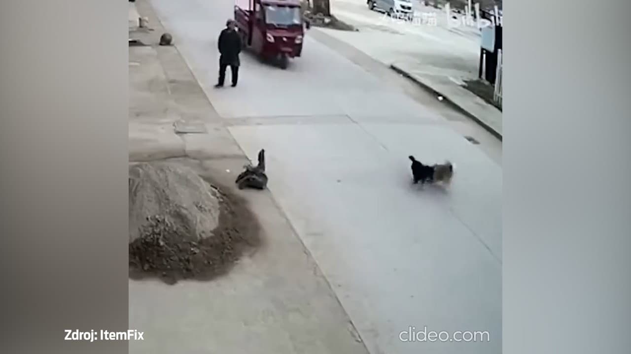 Na psíka na ceste sa vyrútilo vozidlo: Neuveríte, čo urobil jeho zvierací kamarát!