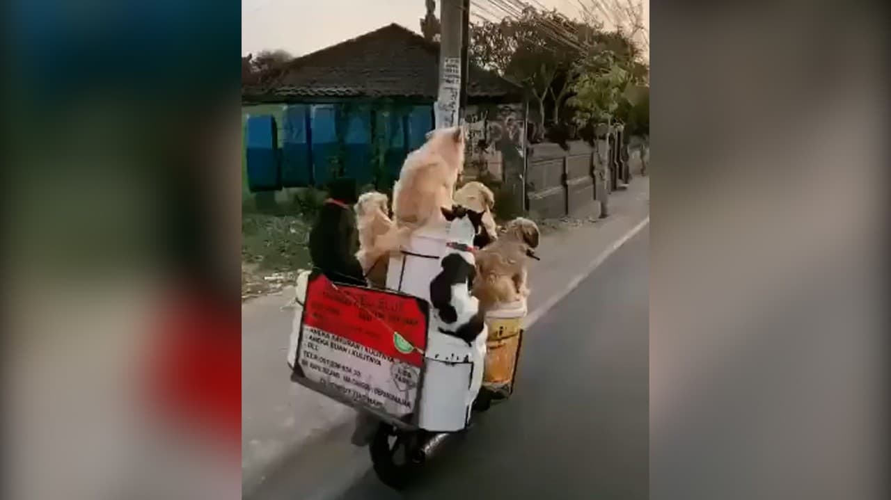 Aha, koho previezol chlapec na motorke: Tie blažené výrazy stoja za to