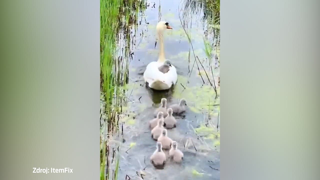 Je to fér? Všetky mláďatká plávajú za labuťou: Uvidíte to vyvolené, dvihne vám kútiky úst