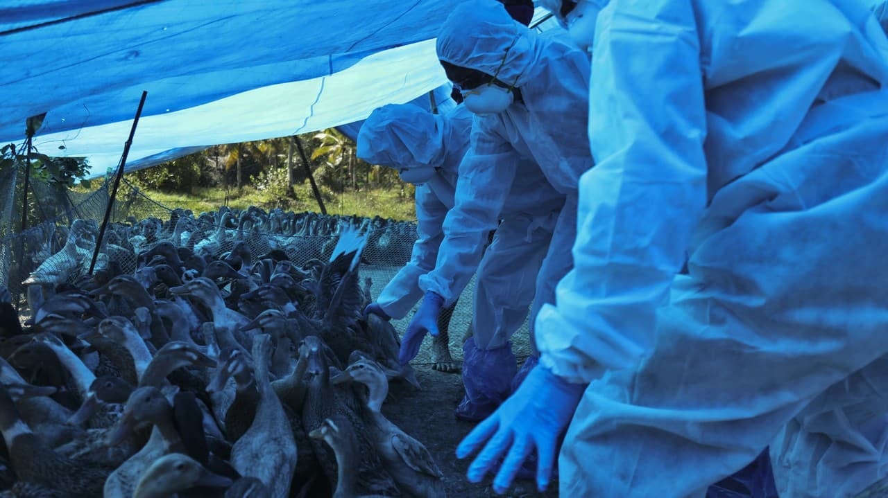 La grippe en France est généralisée: Ils ont dû dépenser 16 millions de volailles