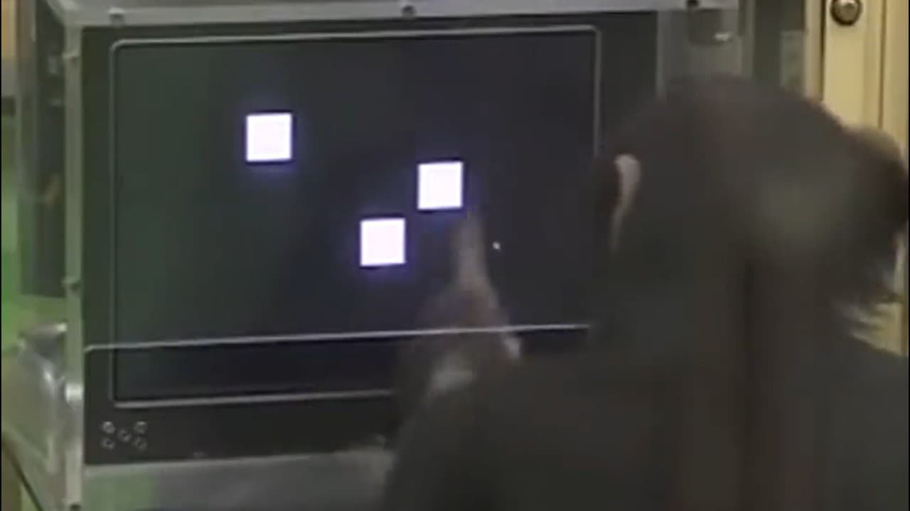 Uvidíte, čo dokáže šimpanz, začnete o sebe pochybovať: Toto by nezvládol ani najmúdrejší človek!
