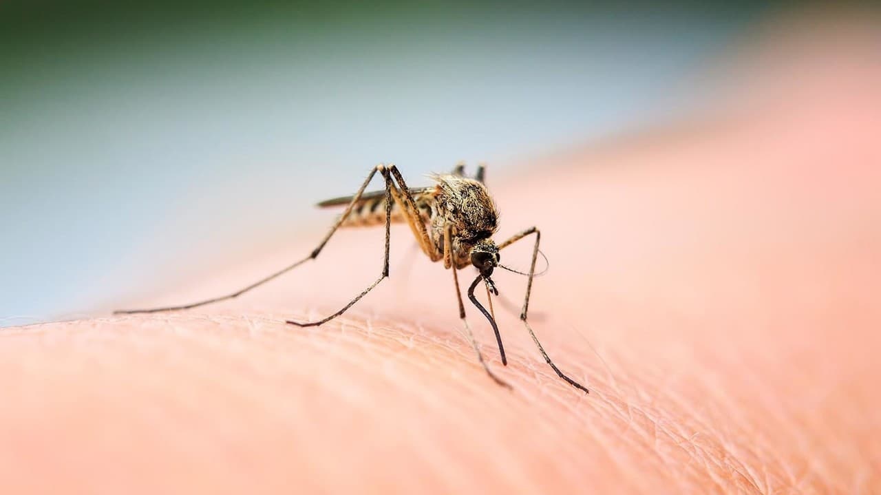 Technologie de science-fiction pour lutter contre les moustiques porteurs du paludisme