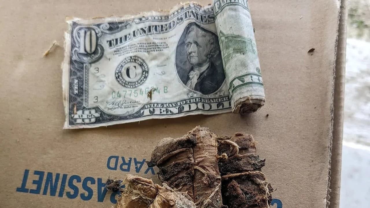 Manželia z New Jersey objavili na záhrade zahrabané peniaze z roku 1934