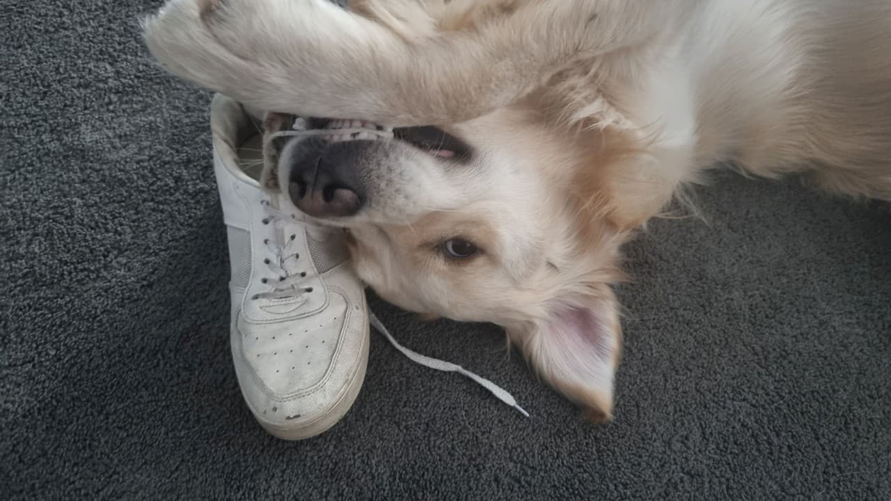 Buddy bol nezvládnuteľný, dokonca ho vyhodili z viacerých výcvikov.