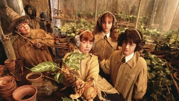 Rastliny dokážu nariekať, rovnako ako filmová mandragora z Harryho Pottera.