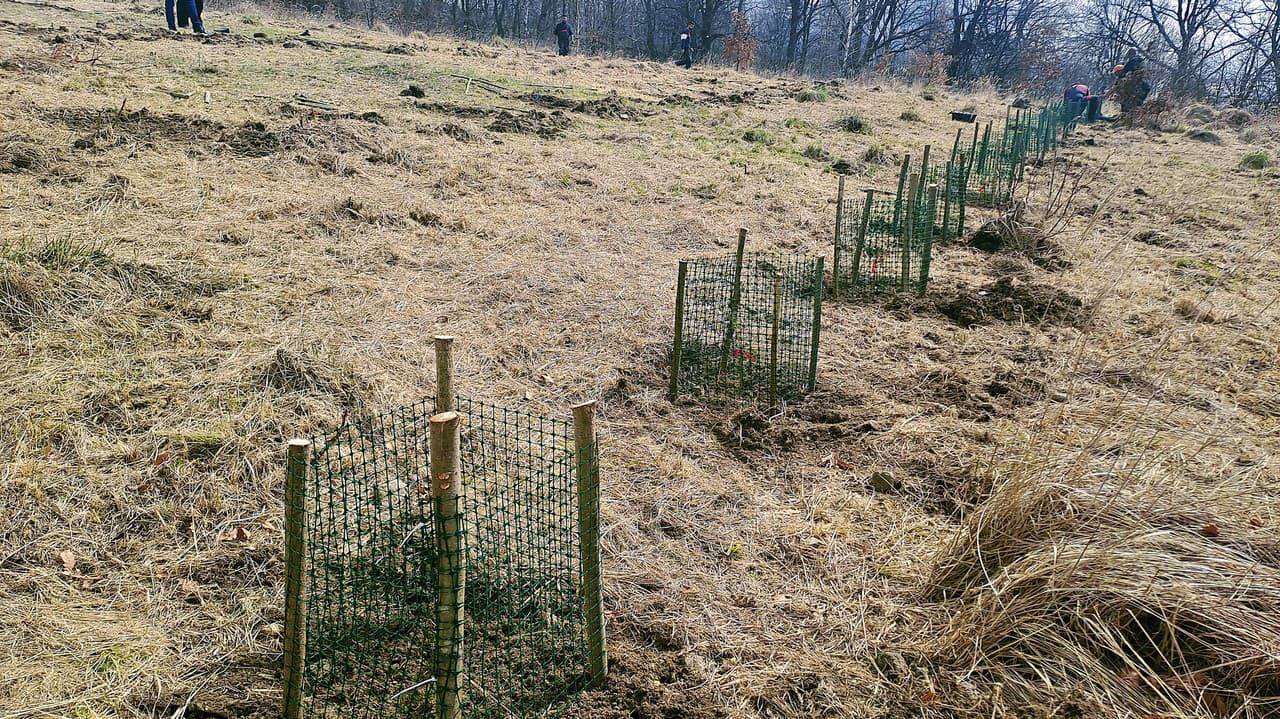 Pri Červenici vysadili 120 sadeníc borievok.