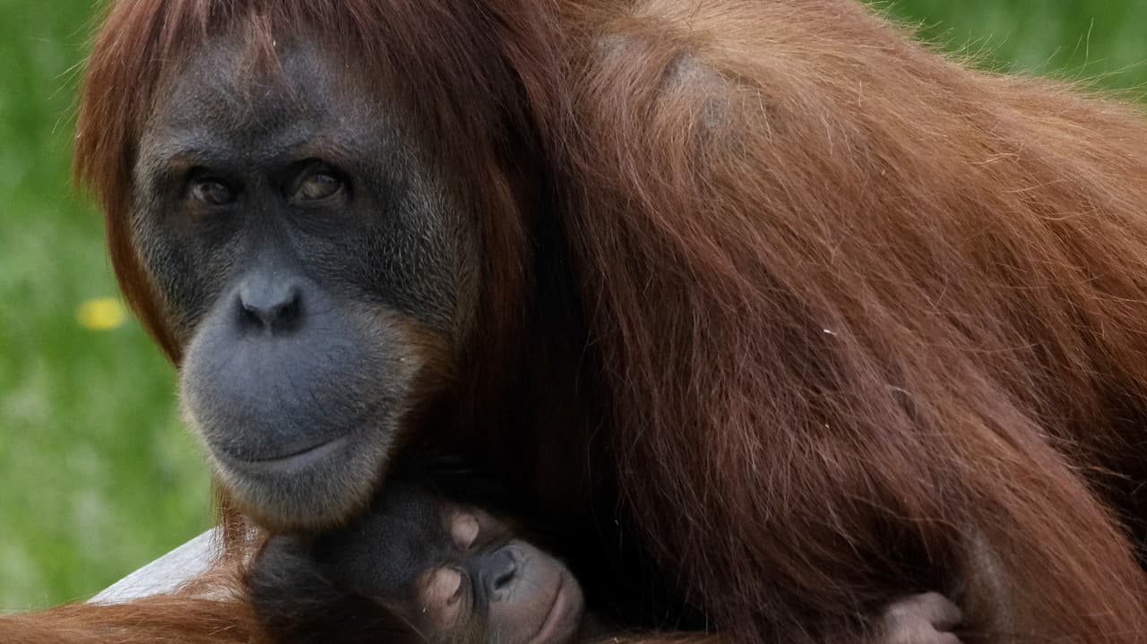 Mamička s malým orangutanom.