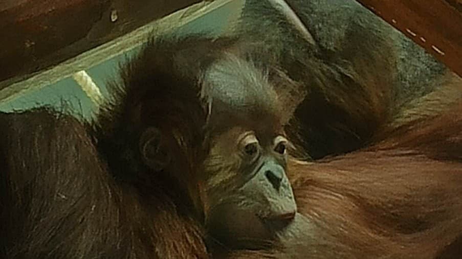 Mamička s malým orangutanom.