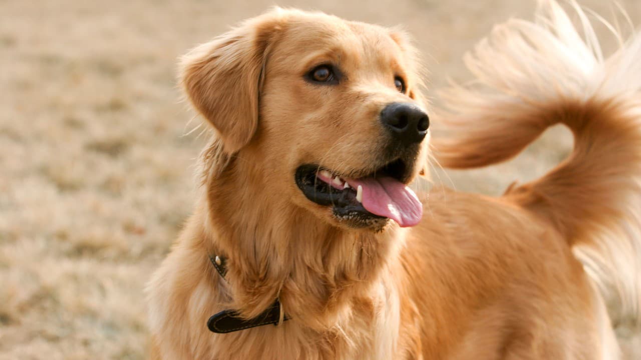 Ani pri štvornohých miláčikoch nesmieme zabúdať na preventívku: Veterinárka upozorňuje na dôležitú vec!