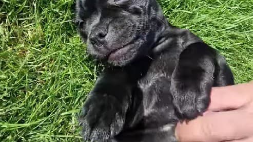 Fitneska sa raduje zo šteniatka Adélky.