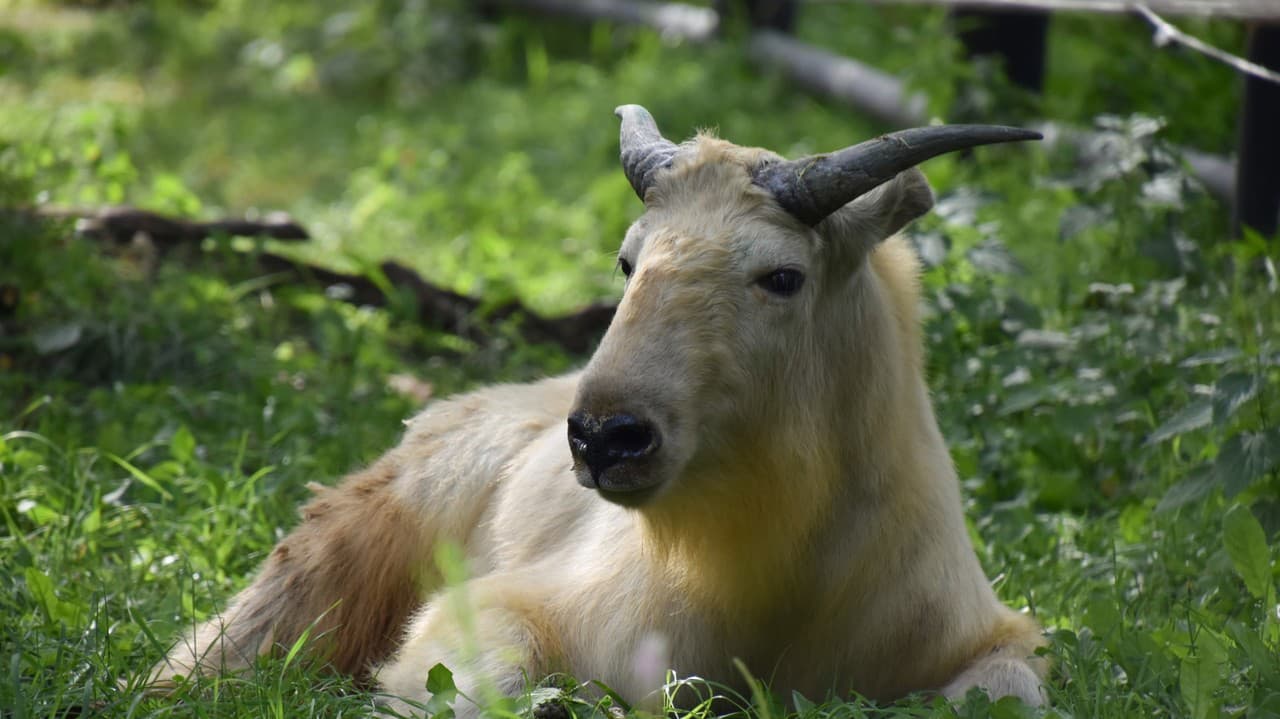 Takin zlatý