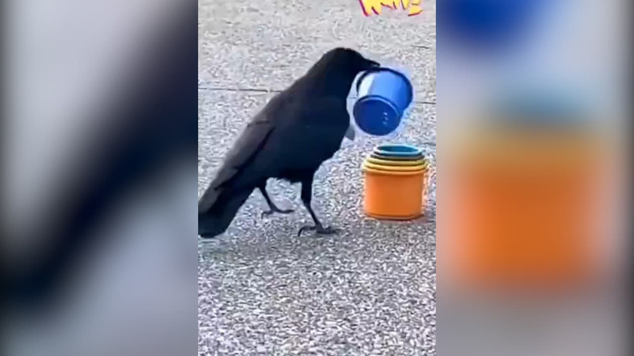 Iste viete, že vrany sú inteligentné, ale že až takto? Ohromí vás, čo stvára ten vták na videu!