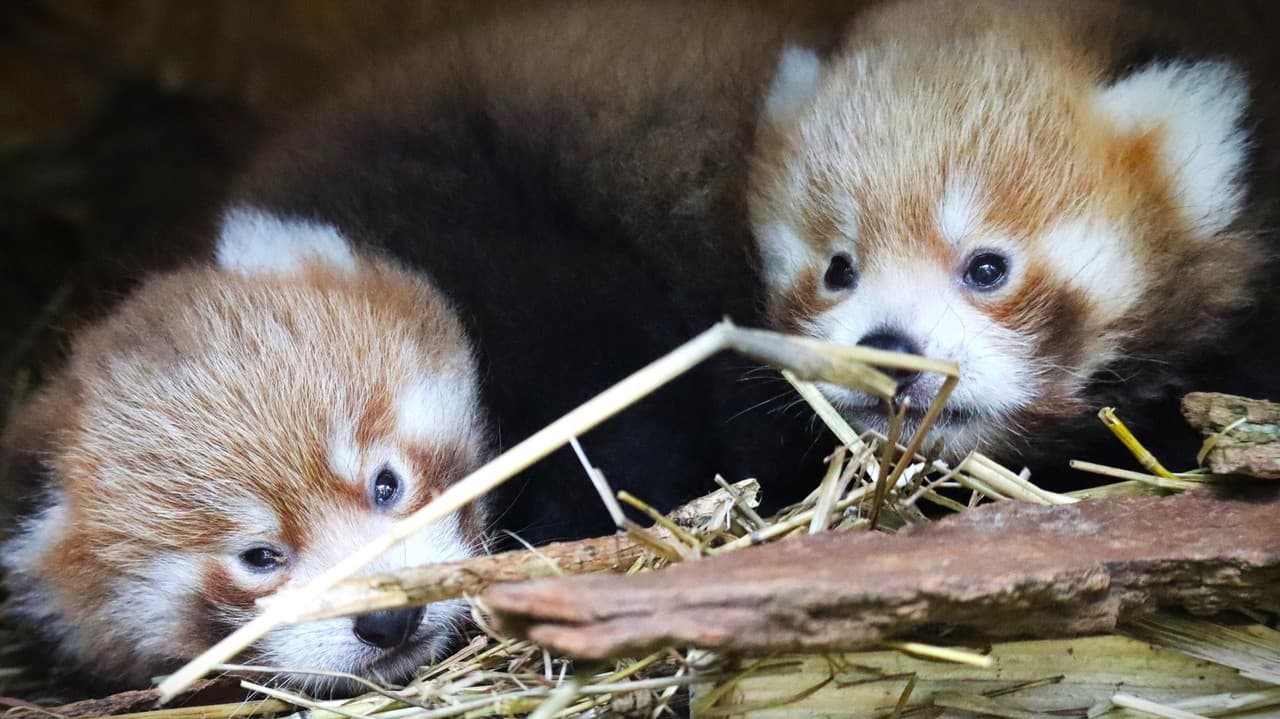 Samicu získala bojnická zoo ešte vlani v apríli z Ľubľane.