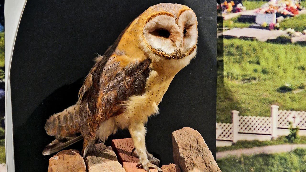 Originálna výstava sovičiek v Rimavskej Sobote predstaví nočné lovce: Z FOTO sa roztopíte! To musíte vidieť