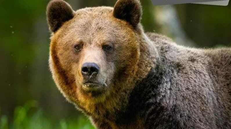 MEDVEDE si rozširujú svoje teritórium: Predátor bol videný v NOVEJ lokalite! Polícia varuje