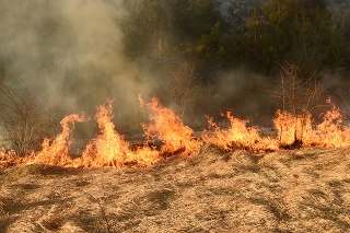 wildfire, forest fire, burning forest, field fire,