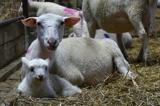Ovce z ovčej farmy v Zlieni pri Belej.