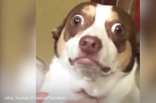 Stal sa hitom internetu: Pes Bubz vás svojimi bláznivými grimasami zaručene pobaví