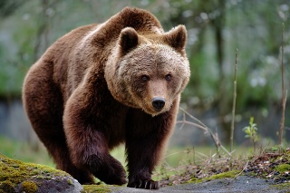 Medvede pri Zábiedove migrujú na tomto území.