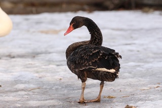 Labuť čierna sa bežne vyskytuje v Austrálii.