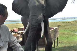Na prvý pohľad pokojný slon ukázal svoju horšiu stránku.