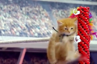 Takto by vyzerala olympiáda v podaní mačiek.