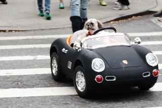 Luigi Maestro je psík, ktorý sa rozváža v aute.