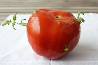 Dušanova paradajka je výnimočná.