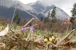 V Tatrách panuje veľmi teplé počasie. Kvitnú jarné kvety.