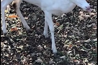 Biely jeleň sa objavil v americkom štáte Tennessee