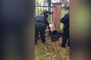 V správny čas na správnom mieste: Policajti zachránili srnke život po tom, čo sa zasekla v plote