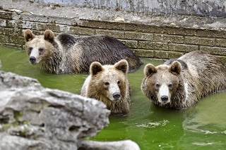 Fedor, Žofia, Kubo: Podarená medvedia trojica si pomaličky balí kufre.