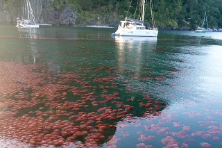 Na pobreží Filipín sa opäť objavili medúzy.