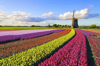 Colorful tulip field in front of a Dutch windmill under a nicely clouded sky