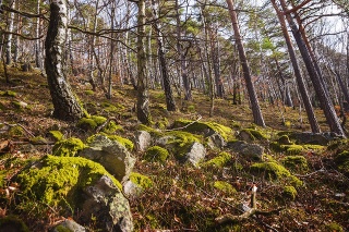 Moss on the Rocks in Birch Forest, Mala Fatra, Slovakia