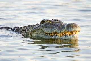 Nile Crocodile. Kruger National Park. South Africa.