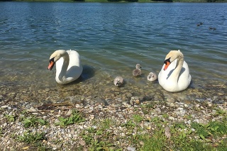 Tamara zverejnila fotku celej labutej rodinky pred nešťastím.