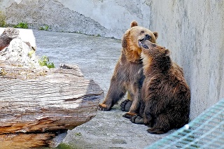 Medvedí bozk (ZOO Bojnice): Ešte jeden cmuk a padáme do vody!