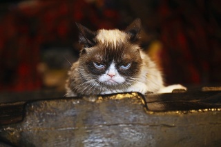 2. miesto - Grumpy cat