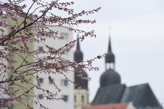 Rozkvitnutá čerešňa pílkatá (sakura) v Trnave v stredu 4. marca 2020.