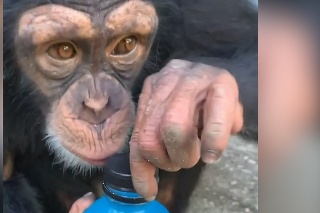 Neuveriteľné, čo dokáže tento šimpanz: Veď on sa správa celkom ako človek!