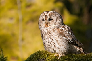 Tawny owl sitting on moss in forest  - Strix Aluco