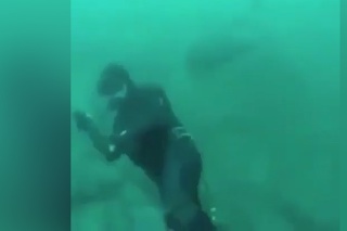 Zábery stretu potápača a žraloka: Nečakaný úder do hlavy, toto by len tak niekto nerozdýchal