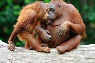 two bornean orangutans care about each other