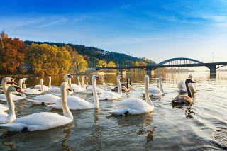 Peaceful white swans floating on the river near bridge in autumn (Piestany, Slovakia)